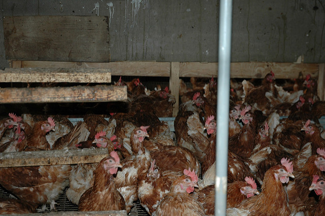 Conditions inside a "free range" chicken farm (photo credit: steve p2008, used under CC BY 2.0)