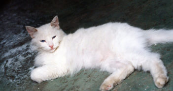Story of a Wild Cat