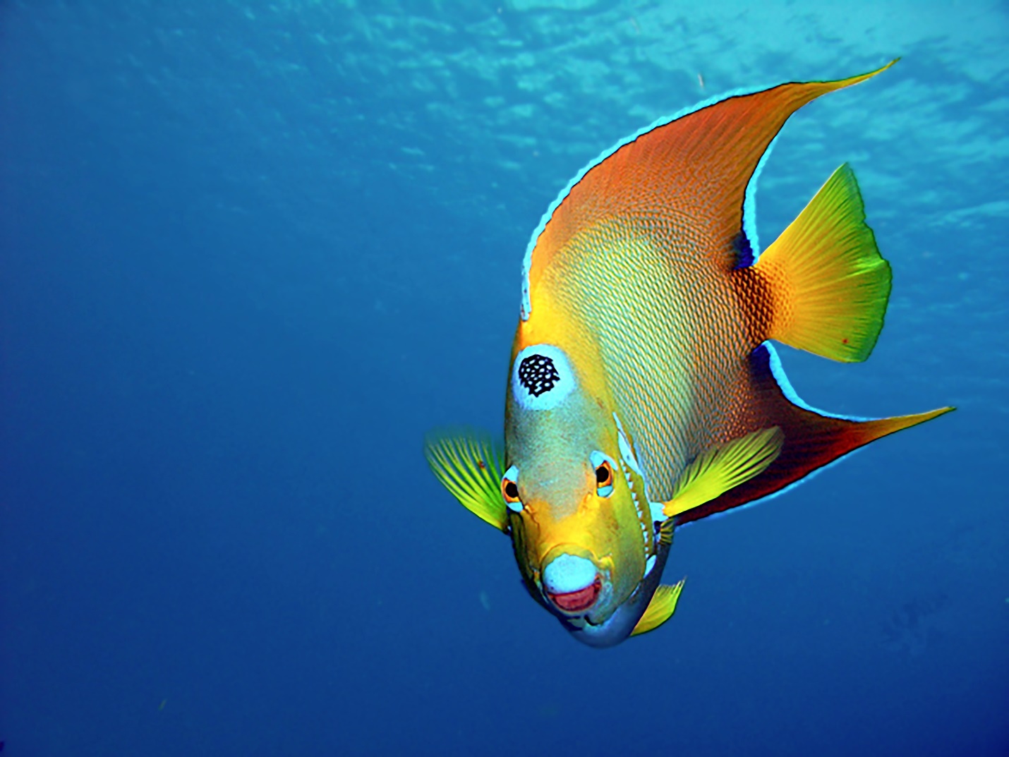 5 Colorful Fish You Will See While Snorkeling The Mexican Caribbean 