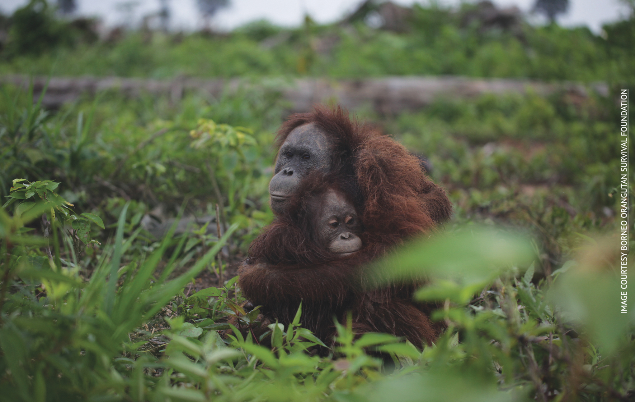 Palm Oil And Animal Rights How You Can Combat The Destruction Of Wild 