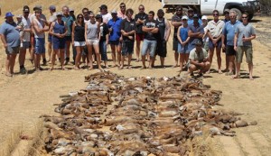 Foxes culled in western Australia, where they are considered an invasive species (Photo credit: <a href="http://www.nrm.wa.gov.au/projects/09068.aspx">NRM WA</a>)
