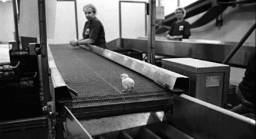 Not all animals killed in food production are actually eaten. In the egg industry, only female birds are economically useful, for which reason male chicks are discarded immediately after hatching. Though sometimes disposed of in grinders or electrocuted, often the cheapest method is to pack them into trash bags, where they suffocate or are crushed to death. Up to six billion male chicks are killed worldwide every year as a by-product of egg production. (Photo © <a href="&lt;a href=">Jan Van Ijken</a> / <a href="http://www.janvanijken.com/">www.janvanijken.com</a>)