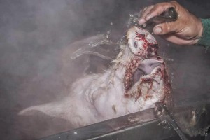 Although pigs' throats are normally cut prior to scalding (which loosen skin and hair), the speed and imprecision of industrial slaughter means that not all have yet died of blood loss by the time they reach the tank. (Photo credit: Elige Veganismo, <a href="http://www.occupyforanimals.net/the-last-moments-of-their-life--an-investigation-by-elige-veganismo.html">Occupy for Animals!</a>)