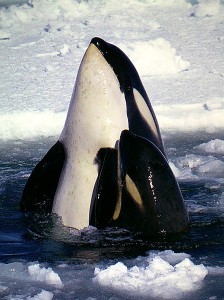 "Type C" orcas, another distinct culture native to Antarctica (source: Wikimedia Commons