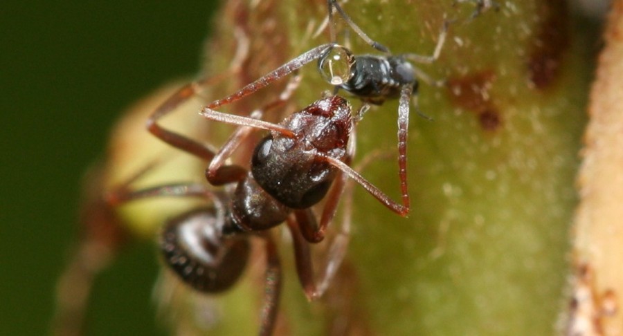 Ant "milking" honeydew from an aphid, which some species "farm," nurturing their young and protecting them from predators (Photo credit: <a href="http://commons.wikimedia.org/wiki/File:Ant_feeding_on_honeydew.JPG">Jmalik</a>, used under <a href="https://creativecommons.org/licenses/by-sa/3.0/deed.en">CC BY-SA 3.0</a> / cropped from original)
