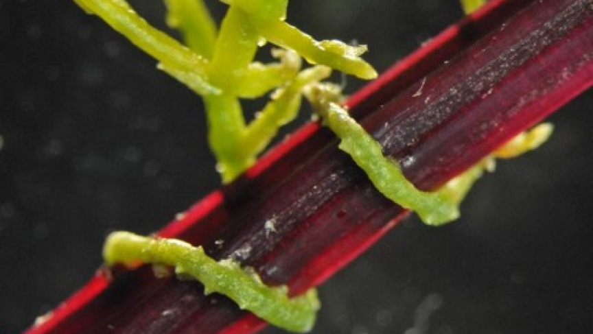 Dodder coiling around the stem of a sugar beat (Photo credit: Virginia Tech College of Agriculture and Life Sciences)