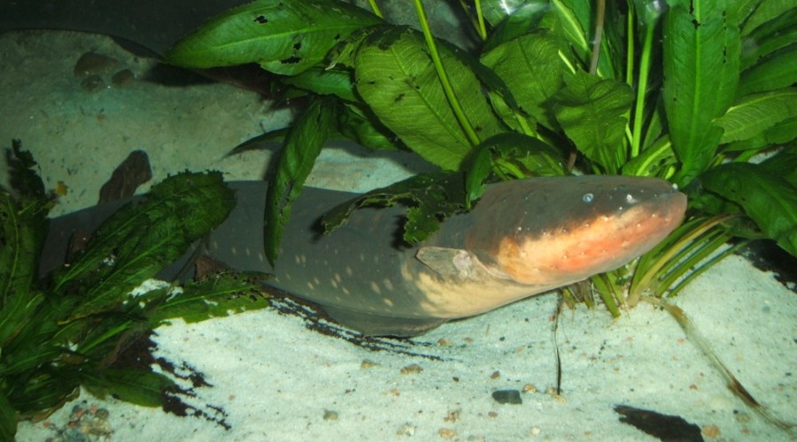 Electric eel, a fish that naturally generates electric shocks of up to 860 volts (photo credit: <a href="http://commons.wikimedia.org/wiki/File:Electric-eel.jpg">Steven G. Johnson</a>, used under <a href="http://creativecommons.org/licenses/by-sa/3.0/deed.en">CC BY-SA 3.0</a> / cropped from original)
