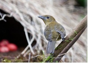 Bowerbird in front of his nest (credit: <a href="http://thewildernessalternative.com/2012/12/09/the-constant-gardener-vogelkop-bowerbird/">The Wilderness Alternative</a> )