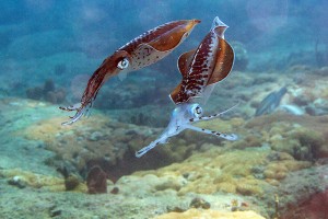 Caribbean reef squid, social relatives of the octopus which communicate with one another through changing colors (Photo credit: <a href="https://www.flickr.com/photos/mentalblock/5153584867/in/photolist-8Rptev-8RsAUo-8RsNNY-8RpuzK-8RpuKT-8RsQxu-8RsSvy-8RpJvt-8RsMju-8Rpv2H-8RpJgi-8RpHEP-8RpKwV-8Rtaub-8RtbSw-8Rq4P4-8Rq8bp-8Rq4T4-8Rtbks-8Rq56P-8Rq4AX-8RtbJq-8RsNAq-8Rt9qo-8RpJmk-8RsNty-8RpsYp-8Rpts4-8RszRE-8RpuUX-8RsUDs-8RsUTf-8RpsRz-8RsMSy-8RtaqY-8RsNbG-8RsQKh-8RpEQt-8RpGKV-8RpQ7H-8RpGp8-8RsSgS-8RsRW9-8RpG2K-8RpuGF-8Rsydu-8RpFnc-8Rsdtd-8RsPLY-8RsR49">Kevin Bryant</a>, used under <a href="https://creativecommons.org/licenses/by-nc-sa/2.0/">CC BY-NC-SA 2.0</a>)