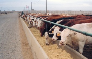 "All told, greenhouse gas (GHG) emissions associated with livestock supply chains add up to 7.1 gigatonnes (GT) of carbon dioxide equivalent (CO2-eq) per year – or 14.5 percent of all human-caused GHG releases. The main sources of emissions are: feed production and processing (45 percent of the total), outputs of GHG during digestion by cows (39 percent), and manure decomposition (10 percent). The remainder is attributable to the processing and transportation of animal products." (United Nations Food and Agriculture Organization, 2013 - photo credit: <a href="https://www.flickr.com/photos/49873984@N03/5435908299/in/photolist-6JRaaZ-9hms9T-9ggLir-9ggL96-9ggKTK-9gjQMC-6F9NDD-ci92Yu-6JVfAh-6JRank-6JRaA6-6JVfnN-6JRaFM-6JRava-6JVfNo-6JVfPS-6JVfW3-9ggLrB-9gjQGQ-e4vA18-5WfvAq-5WfvCW-5WfvDy-5vtFi-6F9P5K-6nKk4u-9fD6iR-9fGeVL-6JVfGy-6JVfsw-9ggKEa-9ggKMB-6JVfyj-cFeFaA-cFeEN3-dMpzew-dMivcB-6JRaoD-6JVfEE-dMp3CU-8Ldz9P-6JyB1p-dMpABA-c4ZnGm-x8zCR-6JVfwu-6JVfr9-6JRatk-6JVfuf-6JCG7m">NDSU Ag Communication</a>, used under <a href="https://creativecommons.org/licenses/by-nc-sa/2.0/">CC BY-NC-SA 2.0</a> / cropped from original)