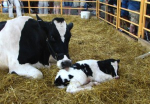 In commercial dairy farming, calves are separated from their mothers within a few days of birth, to ensure a large surplus of milk to sell to human consumers. Studies on separated calves show impaired learning, diminished social behavior, and other symptoms consistent with emotional trauma. Other studies have described apparent symptoms of post-traumatic stress disorder in adult cattle who've survived wolf attacks. (Photo credit: <a href="https://www.flickr.com/photos/burnt_in_effigy/1396020133/in/photolist-38mY9D-ewgK8-3VbT9-6bMsGT-oLjoPr-akqnET-83bsSQ-B1Xv9-B1XvS-5kB2LG-5jqhY9-fBTZ1A-5wckww-bnrT6g-nGccaj-7gwekx-oWFqyQ-eVHrNy-oN9qfk-8i3uuc-bXgZx1-qSknxz-9BXEuM-euWish-PU7ZU-4Vi1AQ-8fzauD-pKjinN-7Xnmi1-ddC8h-4DMhFq-88QcB3-eLCnfD-e6CfKy-nuqU6D-6nrXFq-s9r3M-s9oQ5-7Xmjx1-s9pUJ-68UQdh-rQUG-52jkNe-bxDDAz-4XNk7c-6nnNwt-3QWqx-6uXKZ8-5EwzTC-7oZHC7">burnt in effigy</a>, used under <a href="https://creativecommons.org/licenses/by-nc/2.0/">CC BY-NC 2.0</a> / cropped from original)