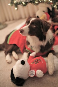Border collies have been shown to learn the names of new toys via exclusion (Photo credit: Trevis Rothwell, used under CC BY-NC-ND 2.0 