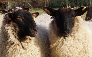 Can you tell these sheep apart? Another sheep could. (Photo credit: Amanda Slater, used under CC BY-SA 2.0 / cropped from original)