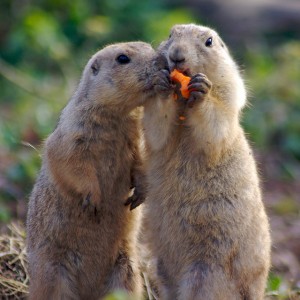 Prairie dogs (Photo credit: Rachel Andrew, used under CC BY-NC 2.0)