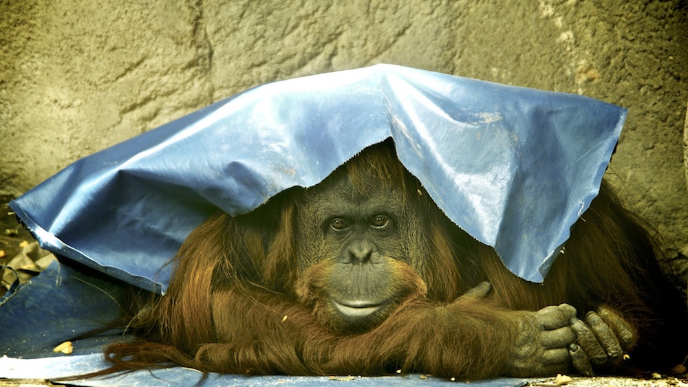 Sandra, an orangutan whom an Argentinian court ruled in 2014 to be a "non-human person," meaning she had been illegally imprisoned by the Buenos Aires zoo where she was kept (Photo credit: <a href="https://www.flickr.com/photos/elaws/11775841333/in/photolist-iWAgn8-qdmifN-8HA8WD-vsBpe-2nFdnF-2Wjoqf-2nFdkV-5TYhBB-5zsjnh-8N77S4-4jhYJ9-JH1Uy-dfd6AX-5hC8gt-8HUXMz-9Q7K5L-9E6rYj-aBjcYu-2YCN1k-qKVxkW-8JLkpm-539zak-63TdiS-6fKWv-hrMmVz-4oqLEe-qdekEk-cBNLMo-7zLA2w-qdfw6i">Roger Schultz</a>, used under <a href="https://creativecommons.org/licenses/by/2.0/">CC BY 2.0</a> / cropped from original)
