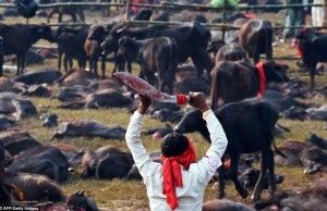 Butcher and buffalo at the Gadhimai festival in Nepal (Image courtesy oriana.italy)