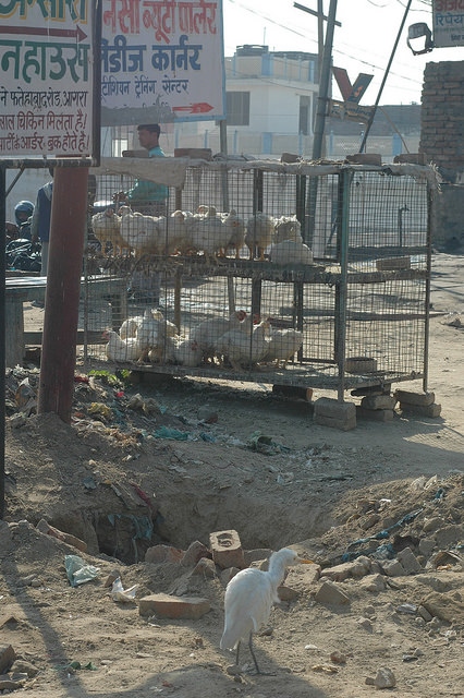 Caged chickens in Agra, India. (photo credit: Kim Bartlett - Animal People, Inc.)