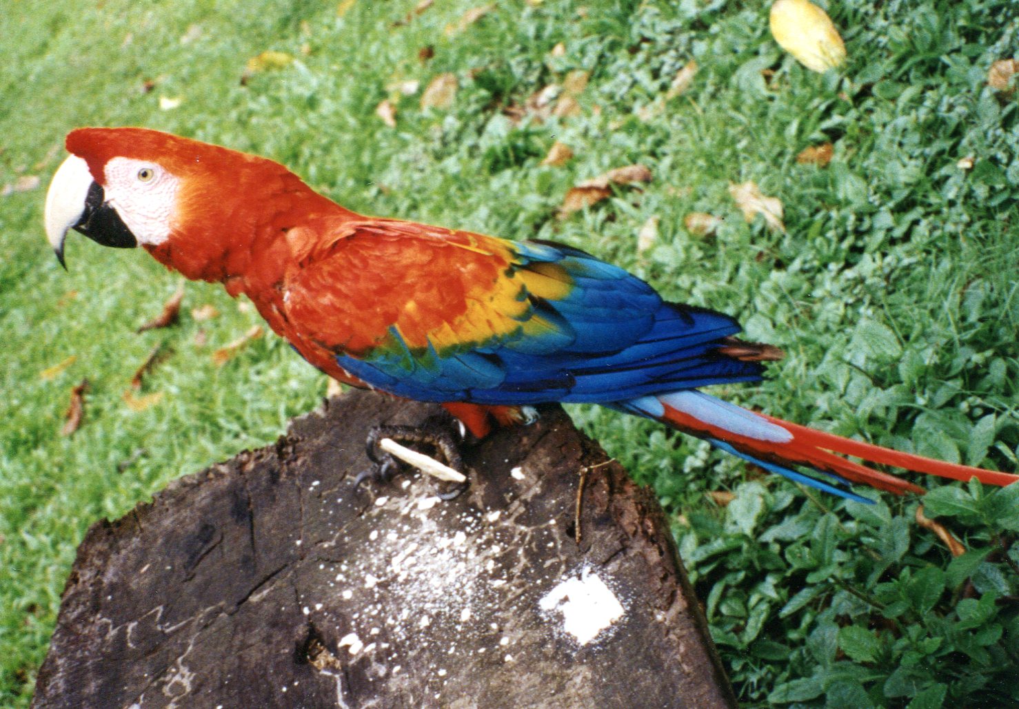 Macaw at the Tambopata Research Center (photo credit: Kim Bartlett - Animal People, Inc.)