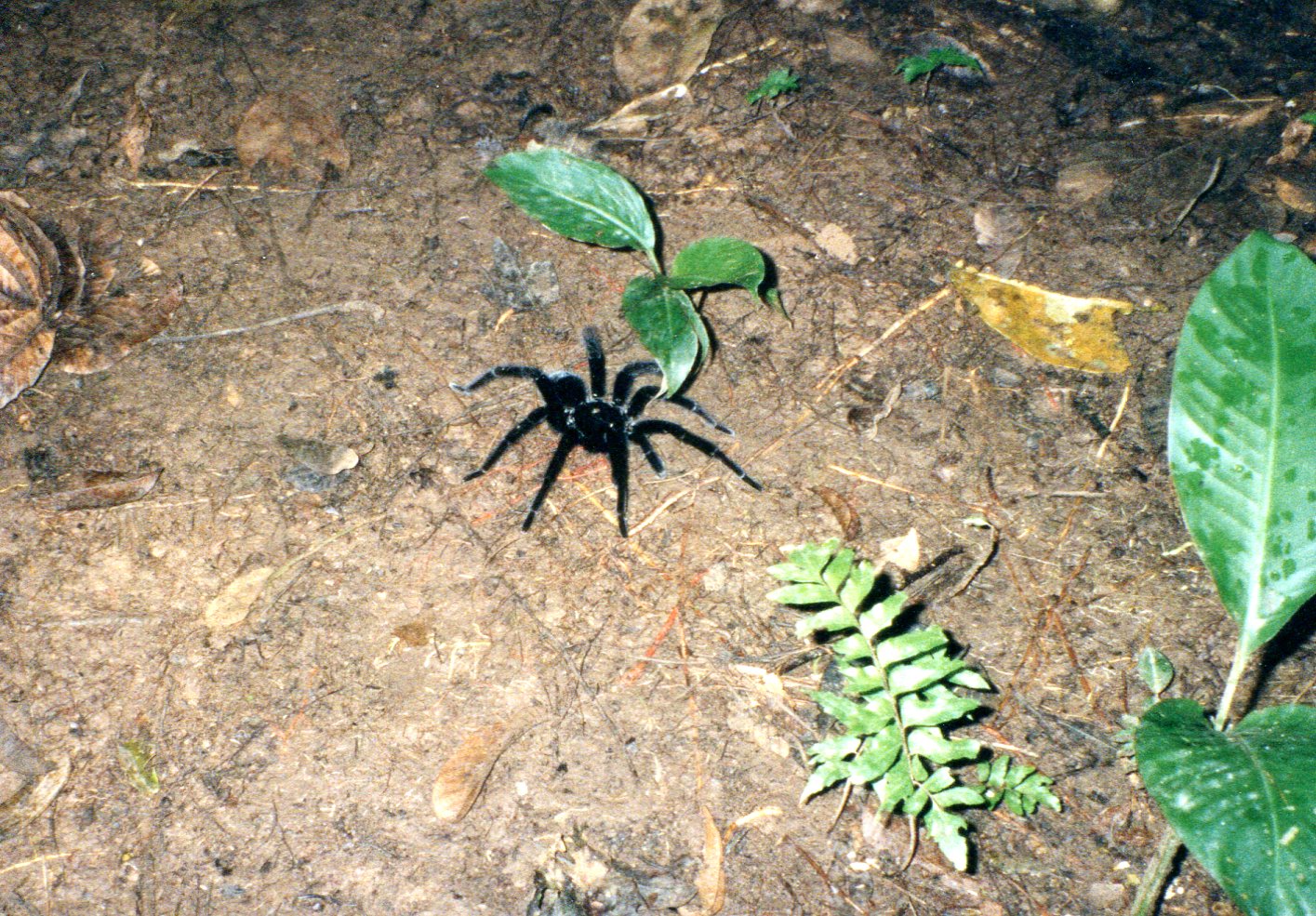 Amazonian tarantula KB027
