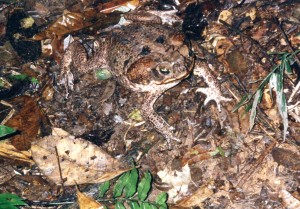 Amazonian toad (photo credit: Kim Bartlett - Animal People, Inc.)