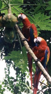 Amazonians eat fruit KB033
