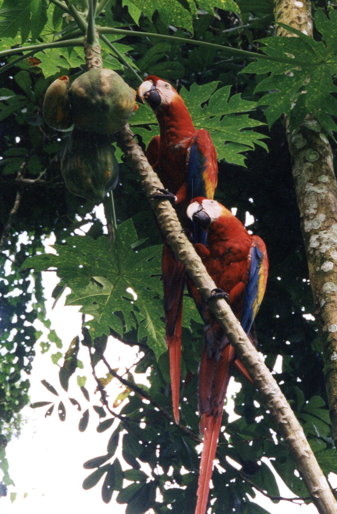 Amazonians & fruit KB034