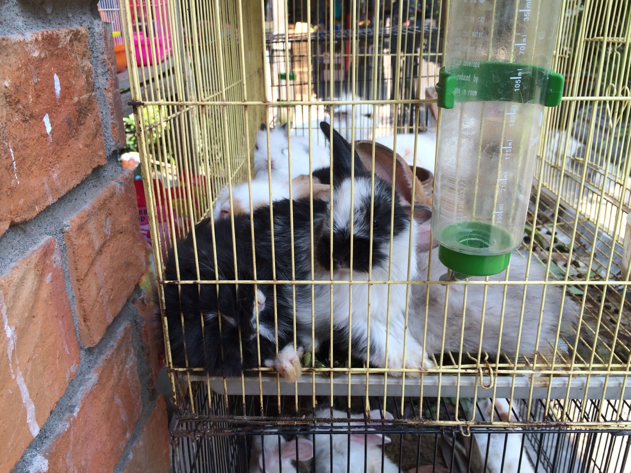 Caged rabbits
