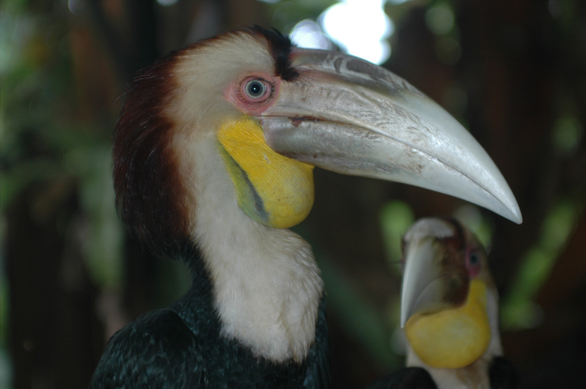Wreathed hornbill 