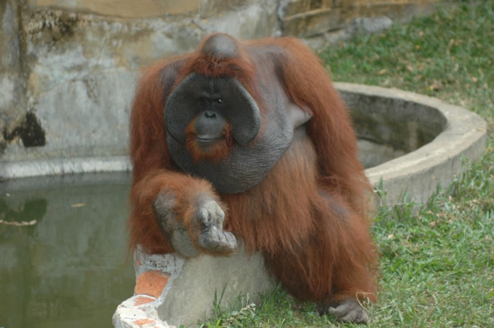 Conditions of Animals in Indonesian Zoos