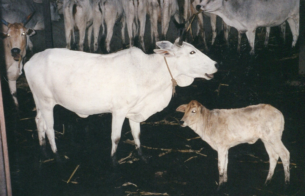 Mother cow and calf at Indian gaushala, "shelters" for cows which, in practice, often breed animals as a source of dairy (Photo credit: Kim Bartlett)