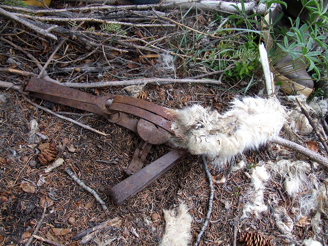 Severed animal foot in a forgotten trap (photo credit: Travis, used under CC BY-NC 2.0)
