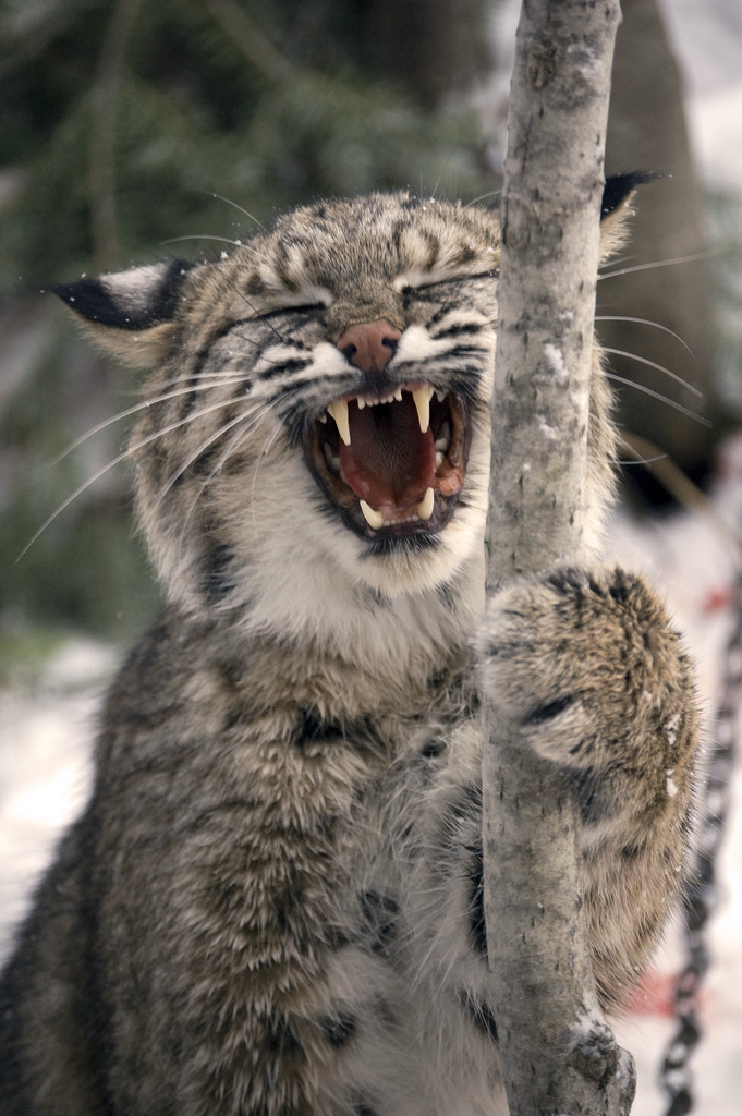 Bobcat caught in leghold trap (photo credit: Seth Carlson, used under CC BY-NC 2.0)
