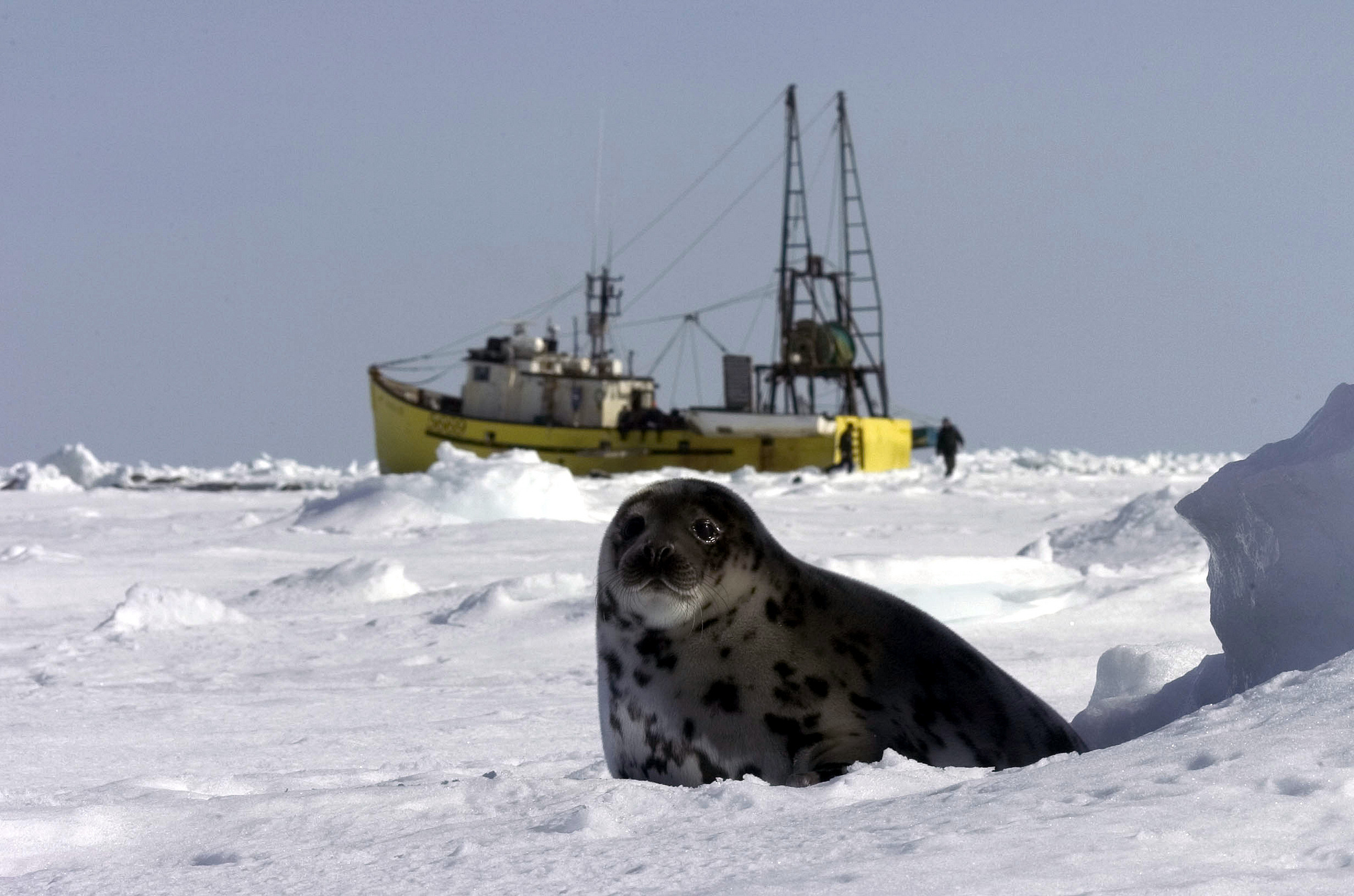 Harp seal in front of sealing boat (photo credit: IFAW, used under CC BY-NC 2.0)