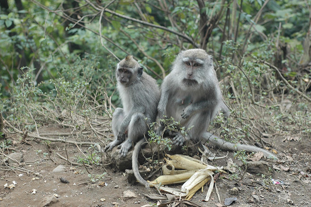 Crab-eating macaques in Indonesia (photo credit: Kim Bartlett - Animal People, Inc.)