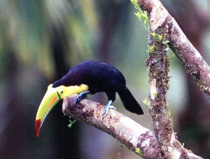 Toucan sighted near lodge