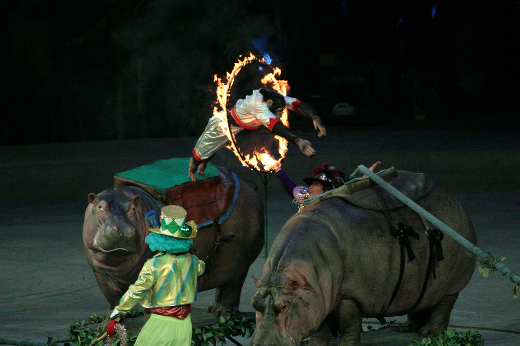Chimpanzee forced to jump through fire ring at Chime Long Circus in Panyu, China (photo credit: Tommy Wong, used under CC BY 2.0)