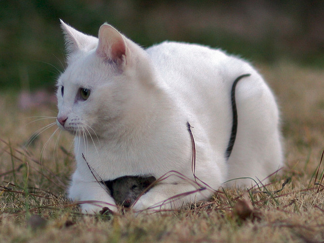 Cat and mouse (photo credit: Mikel Manitius, used under CC BY-NC 2.0)