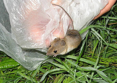 Releasing a mouse caught in a live trap (photo credit: Hannes de Geest, used under CC BY-NC 2.0)