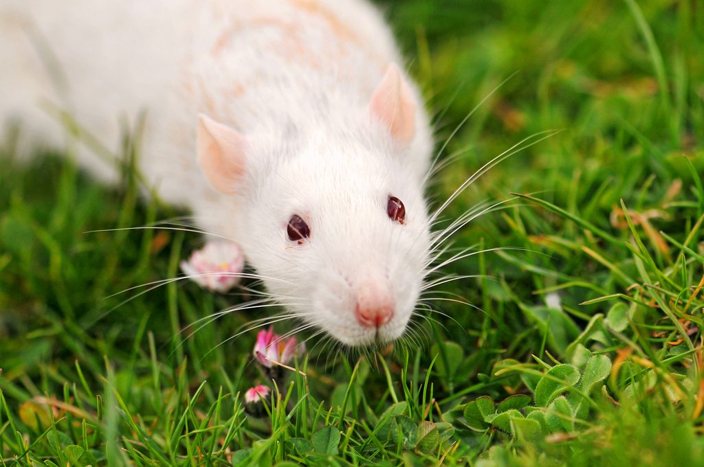Domestic white rat in grass (photo credit: Tambako The Jaguar, used under CC BY-ND 2.0)