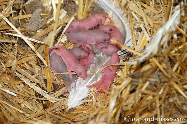 Baby mice (photo credit: Robyn Anderson, used under CC BY-NC-ND 2.0)