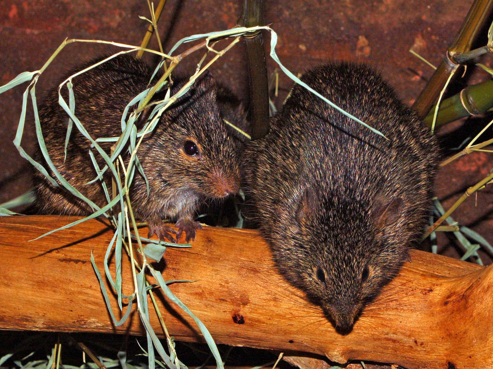 African grass rats (photo credit: Hectonichus, used under CC BY-SA 3.0)