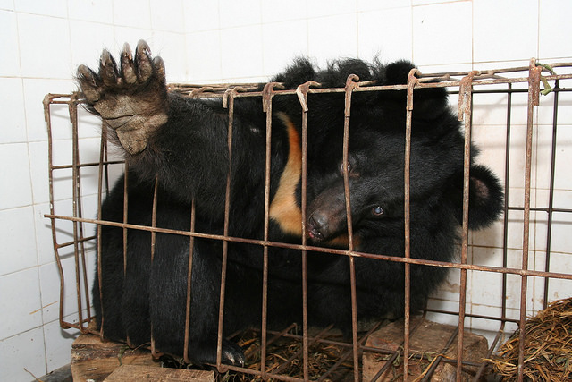 Moon bear caged in bile farm (photo credit: Animals Asia, used under CC BY-NC 2.0)