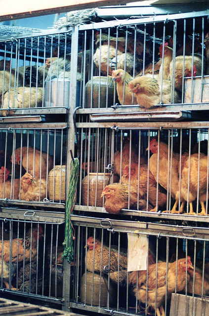 Chickens caged in Hong Kong live market (photo credit: Kim Bartlett - Animal People, Inc.)