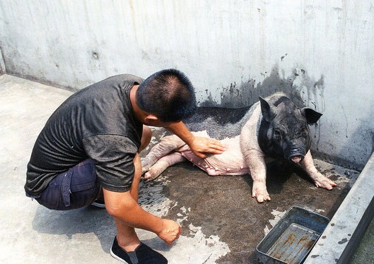 Man bathing pig at animal shelter in China (photo credit: Kim Bartlett - Animal People, Inc.)
