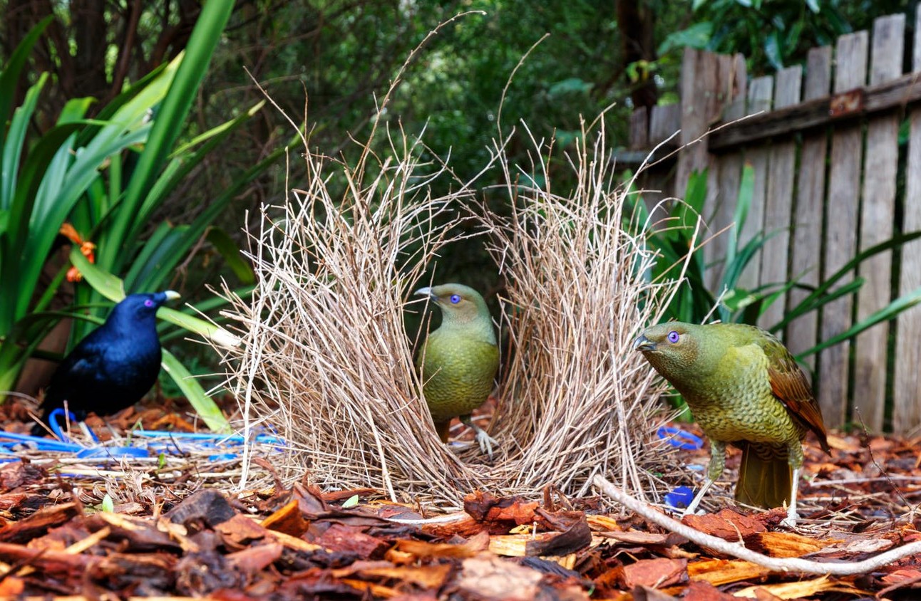 Female bowerbirds inspect a bower, while the male waits outside (photo credit: doug, used under CC BY 2.0)