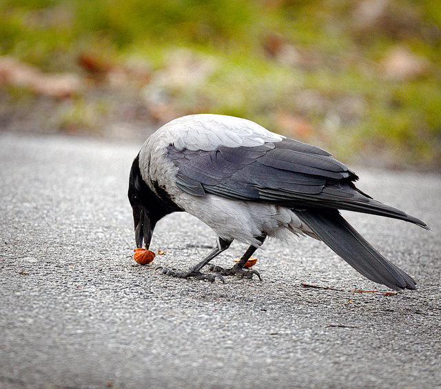 Crows learn to crack nuts by leaving them on the road for cars to run over (photo credit: hedera.baltica, used under CC BY-SA 2.0)
