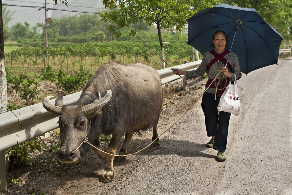 Elderly woman and ox (photo credit: lanchongzi, used under CC BY-NC 2.0)