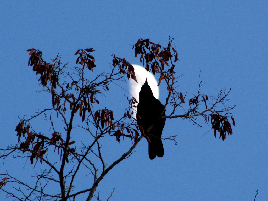 Crow and half moon (photo credit: Bryant Olsen, used under CC BY-NC 2.0)