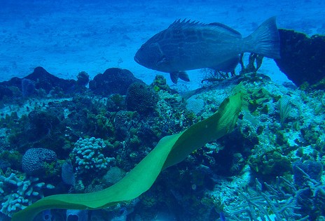 Grouper and moray eel hunting together (photo credit: Andy Blackledge, used under CC BY 2.0)