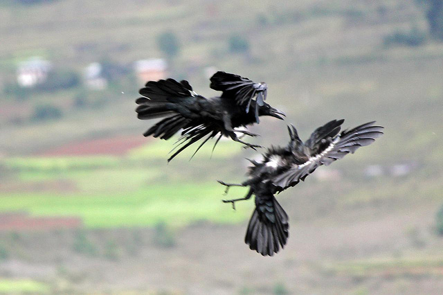 Crows fighting in midair (photo credit: Carsten ten Brink, used under CC BY-NC-ND 2.0)